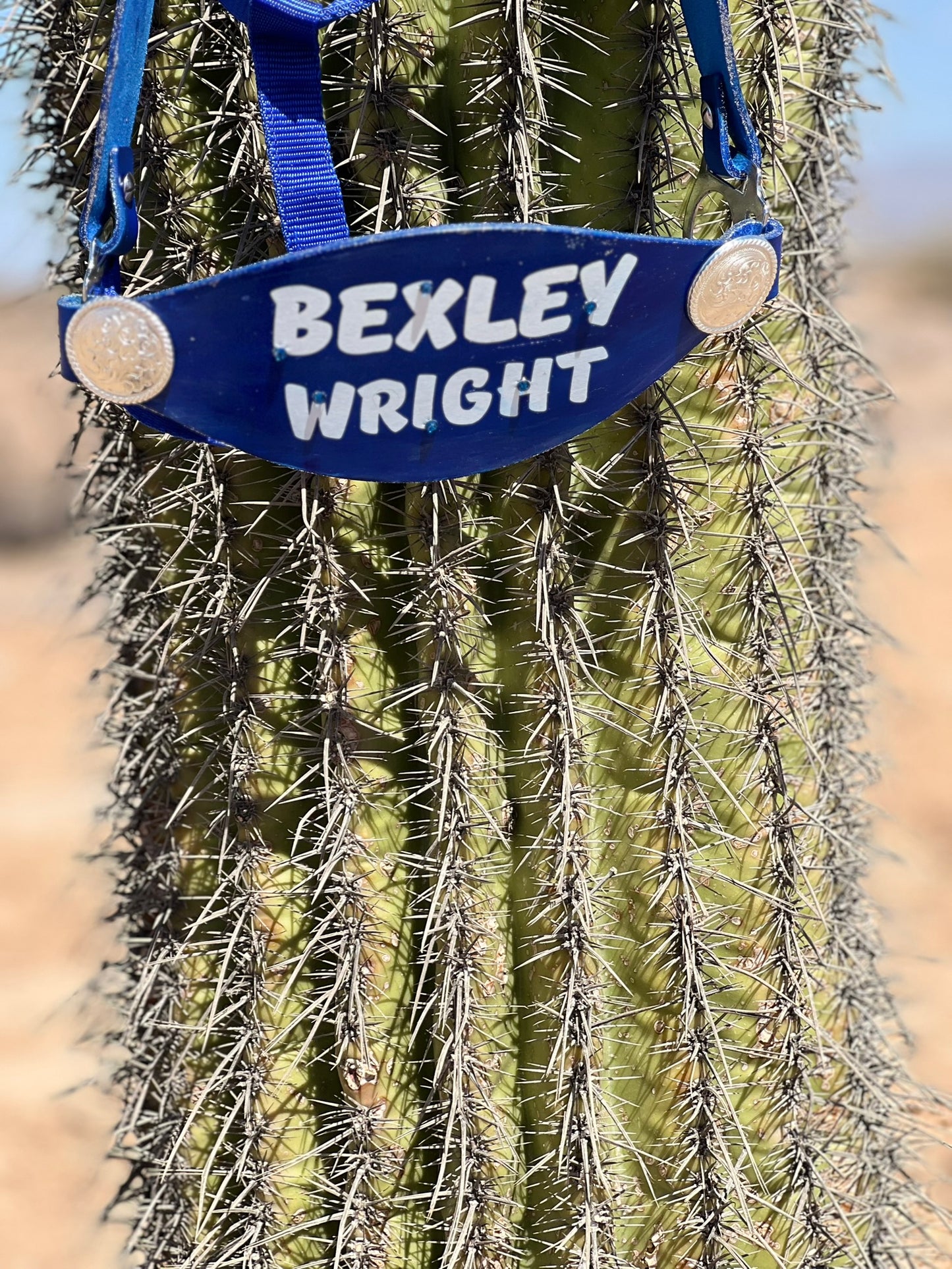 Customized Horse Halter